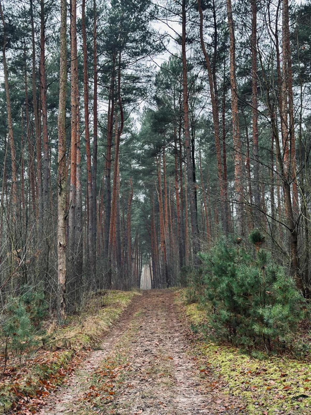 Domki Kacprowy W Lipnicy Lipnica  Buitenkant foto